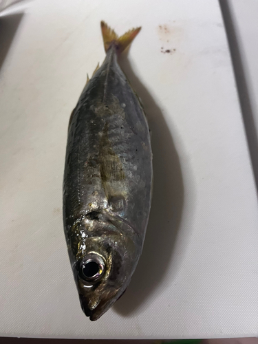 マアジの釣果