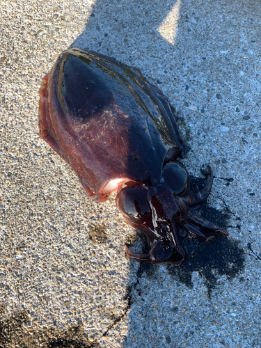 コウイカの釣果