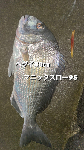 ヘダイの釣果