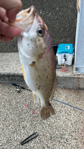 イシモチの釣果