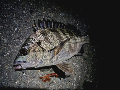 クロダイの釣果