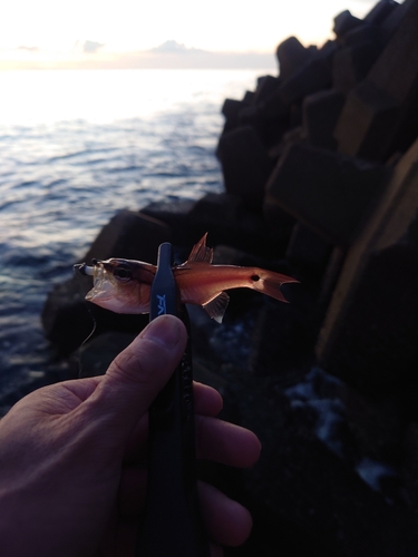 ネンブツダイの釣果