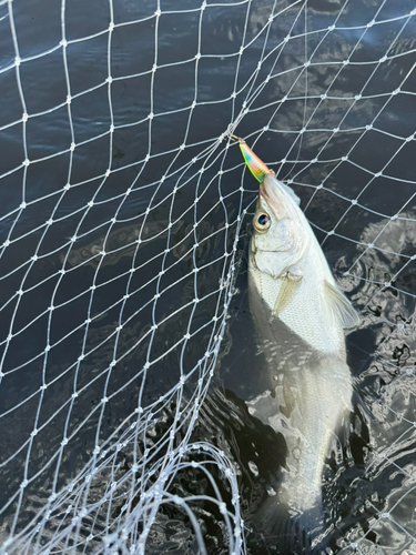 セイゴ（ヒラスズキ）の釣果