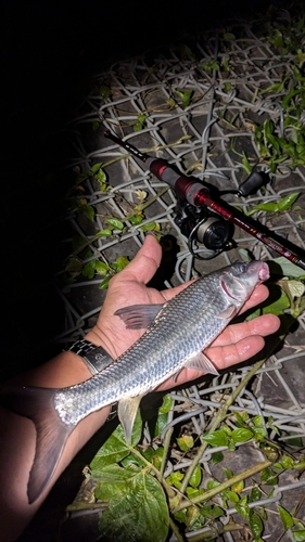 ニゴイの釣果