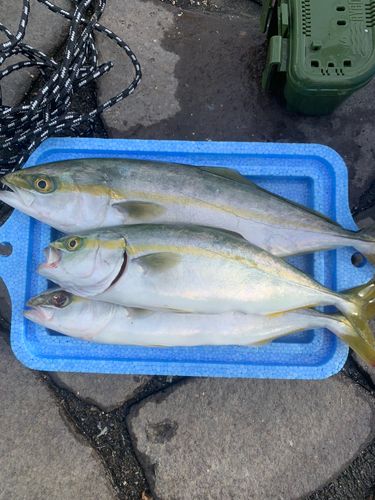 ワラサの釣果