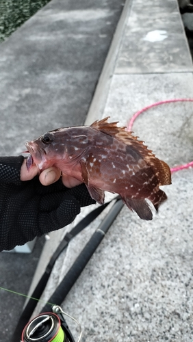 アコウの釣果