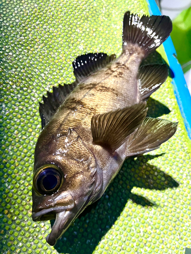 クロメバルの釣果