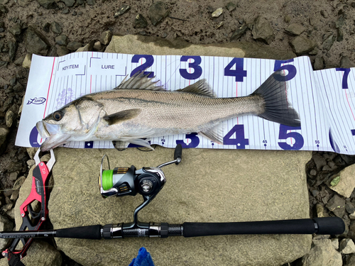 シーバスの釣果