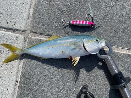 ツバスの釣果