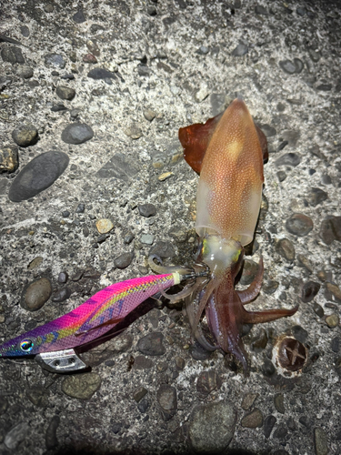 マルイカの釣果