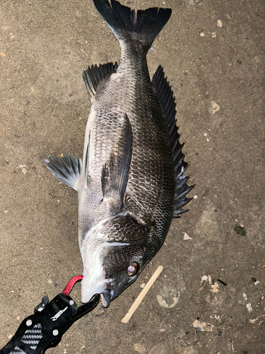 クロダイの釣果