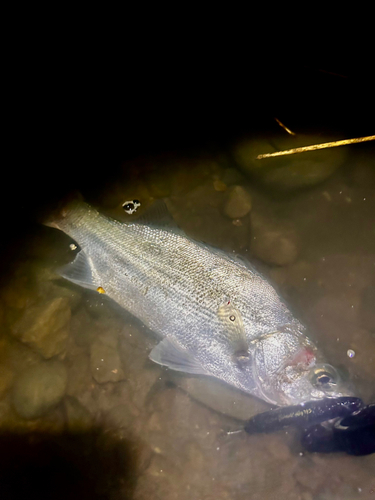 セイゴ（マルスズキ）の釣果