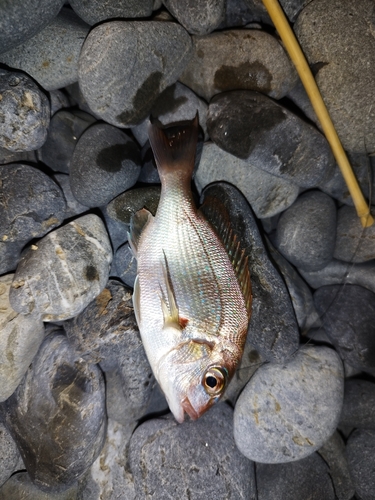 チャリコの釣果