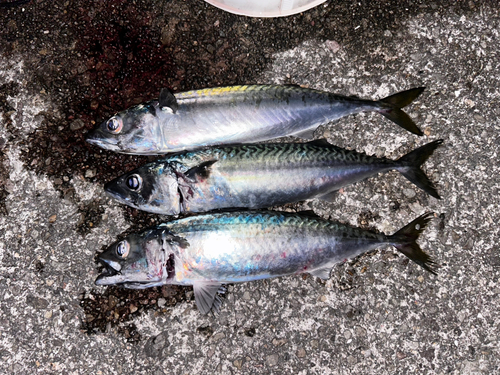 サバの釣果