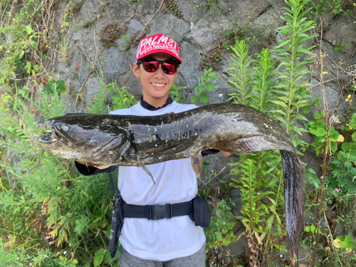 ナマズの釣果