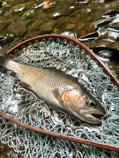 ニジマスの釣果