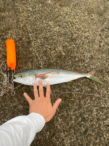 イナダの釣果