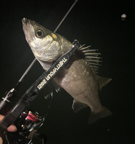 スズキの釣果