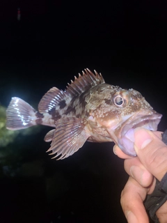 アラカブの釣果