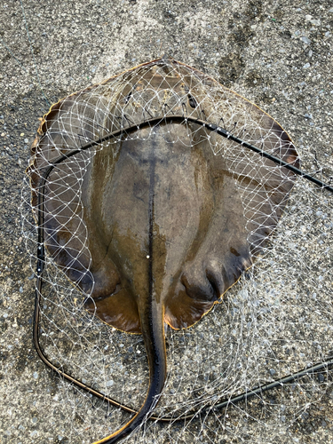 アカエイの釣果