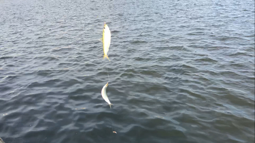 サッパの釣果