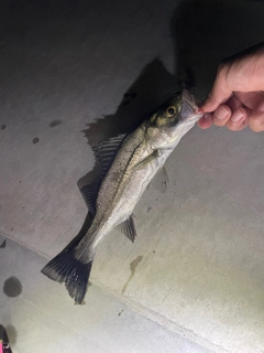 セイゴ（マルスズキ）の釣果