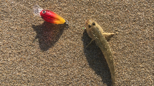 マハゼの釣果