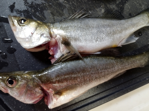 セイゴ（マルスズキ）の釣果