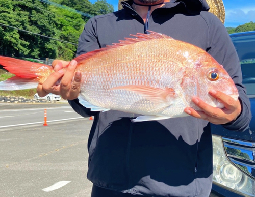 タイの釣果