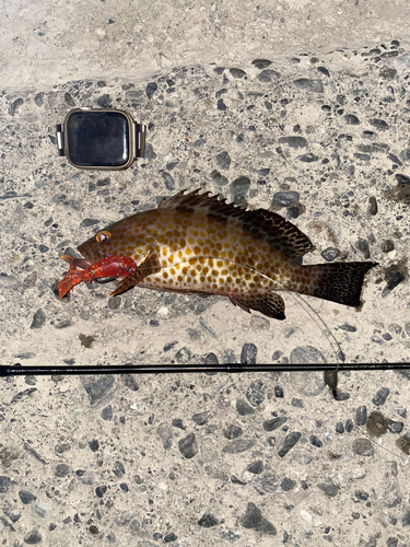 オオモンハタの釣果