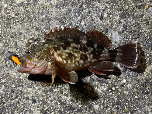 カサゴの釣果