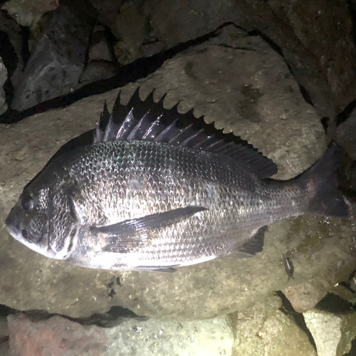 クロダイの釣果