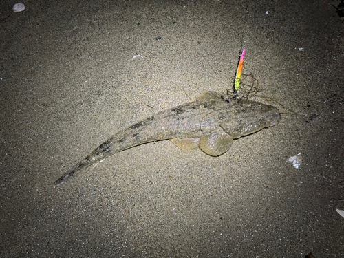 マゴチの釣果