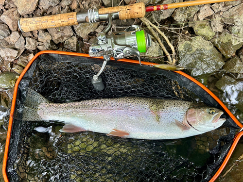 ニジマスの釣果