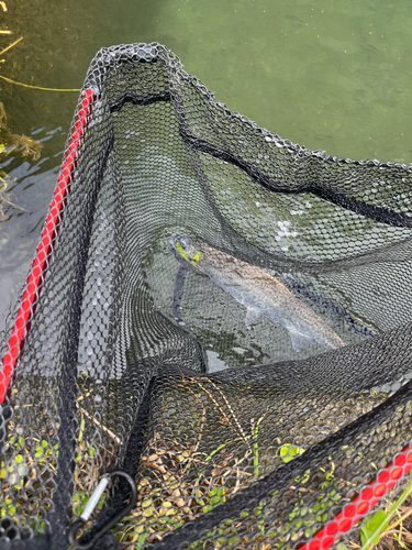 ニジマスの釣果