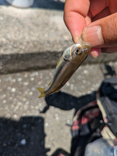 カワムツの釣果