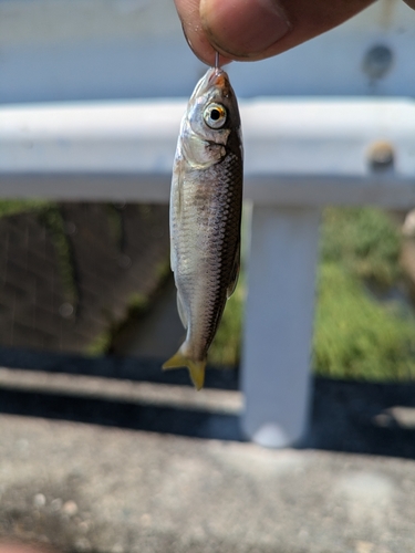 オイカワの釣果