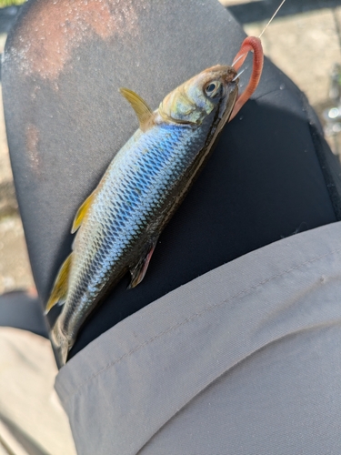 カワムツの釣果