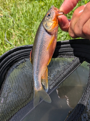 カワムツの釣果