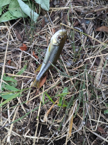 カワムツの釣果