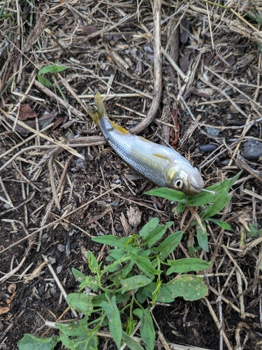 カワムツの釣果