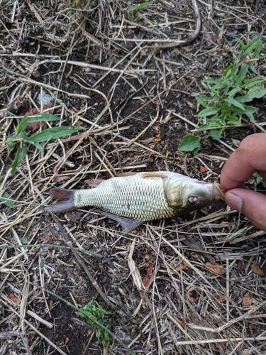 コイの釣果