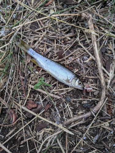 カワムツの釣果