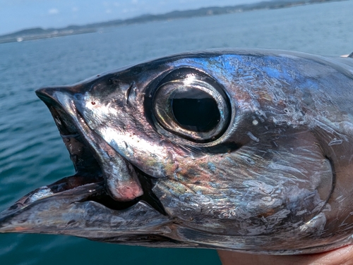 マルソウダの釣果