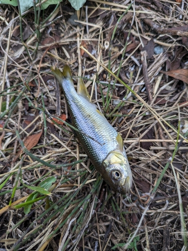 カワムツの釣果