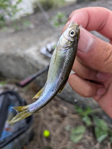 カワムツの釣果