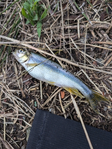 カワムツの釣果