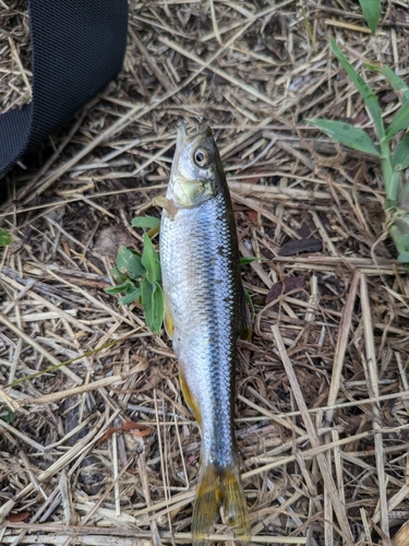 カワムツの釣果