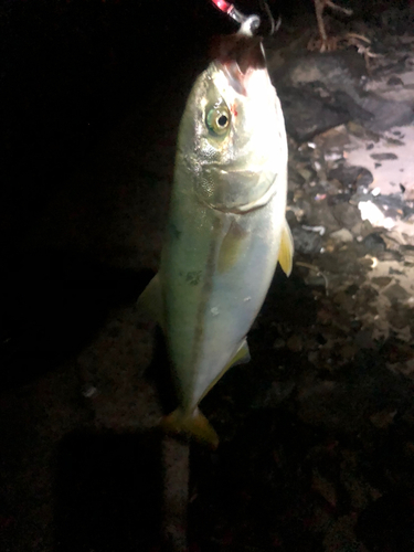 イナダの釣果