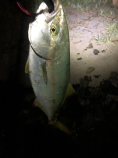 イナダの釣果